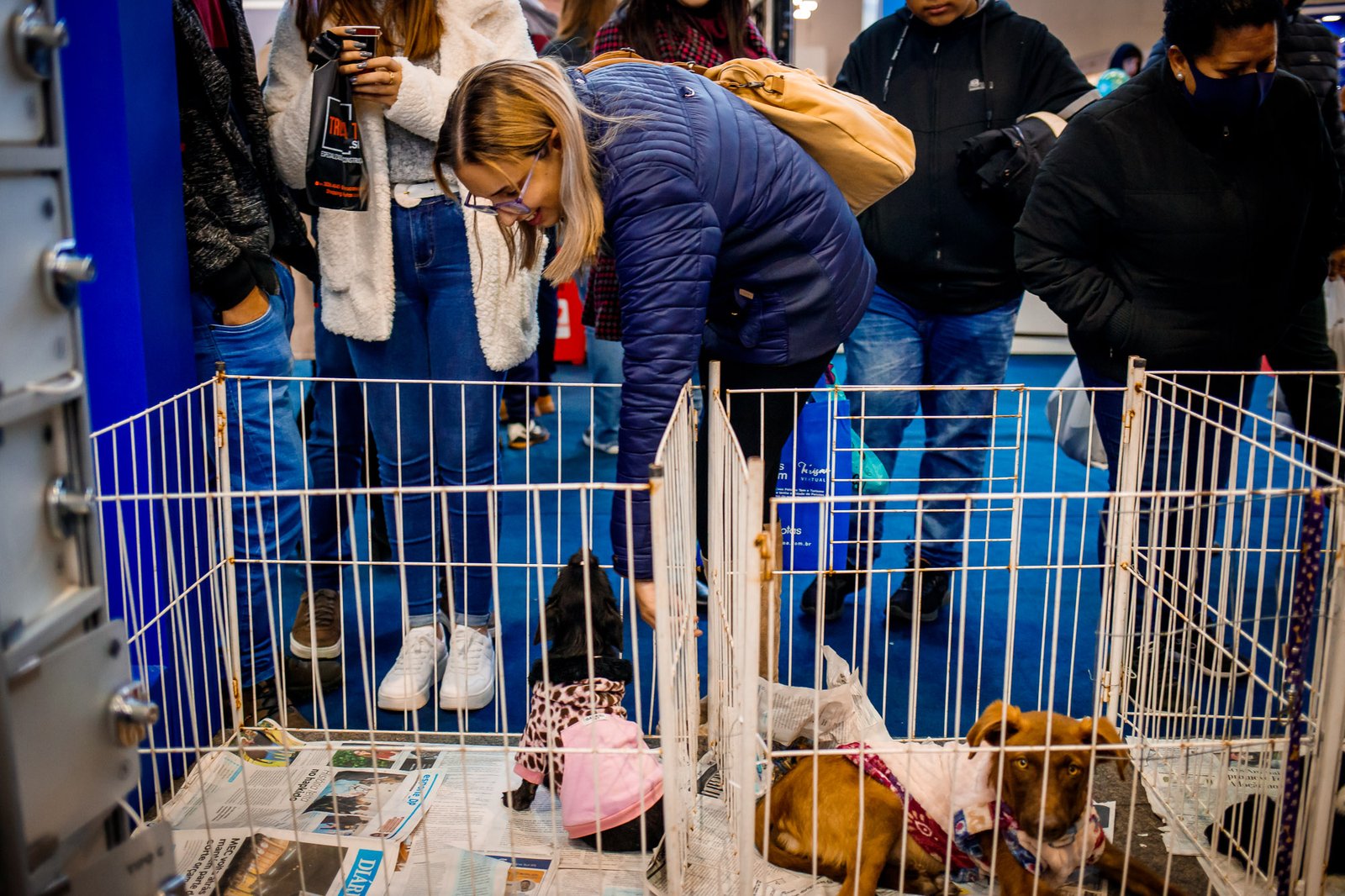 Conscientização e solidariedade: feirinha de adoção de animais na Fenadoce 2022