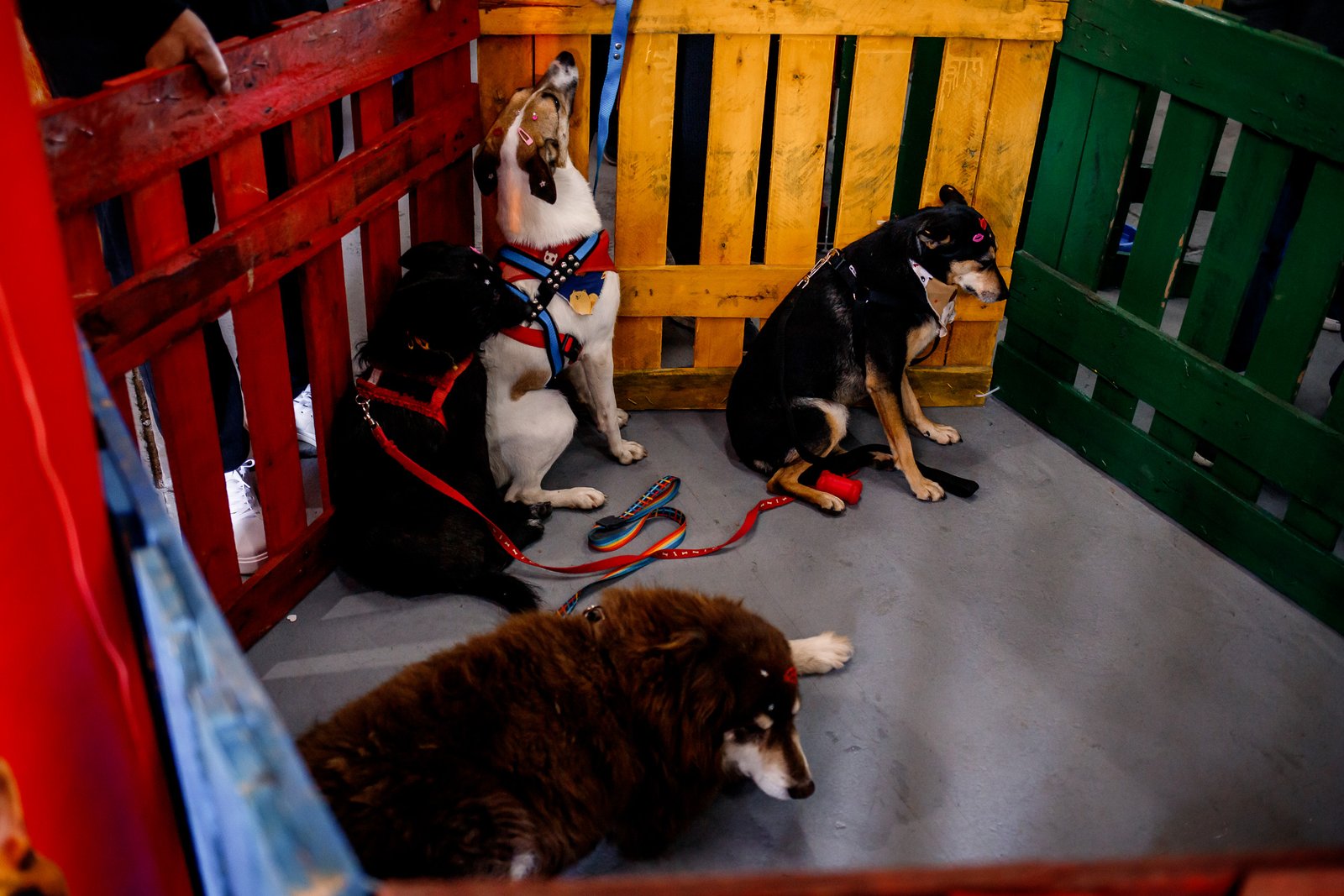 31ª Fenadoce recebe Feira de Adoção de Cães