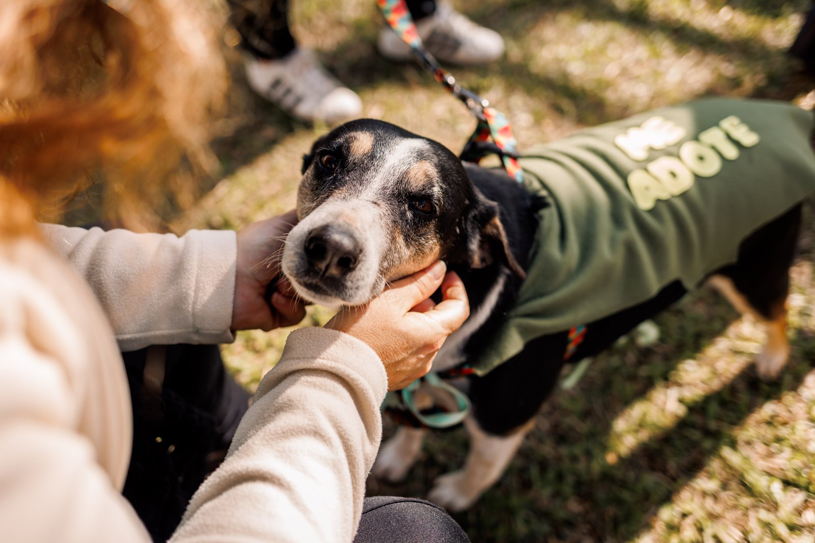 Feira de adoção de cães acontece neste sábado (25) no pátio do Centro de Eventos Fenadoce
